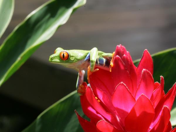 Costa Rica tailor made holiday, vistas and volcanoes