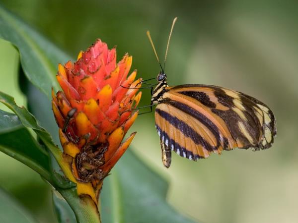 Costa Rica tailor made holiday, vistas and volcanoes