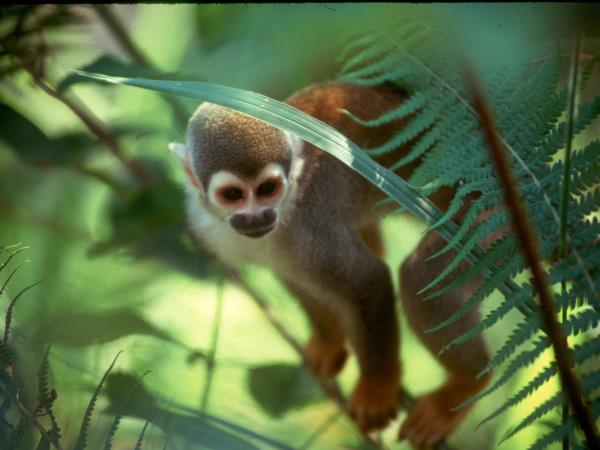 Galapagos & Ecuador tailor made holidays