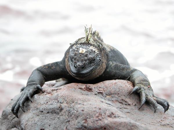 Galapagos & Ecuador tailor made holidays