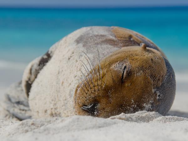 Galapagos & Ecuador tailor made holidays