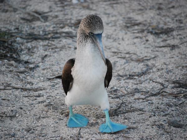 Galapagos & Ecuador tailor made holidays