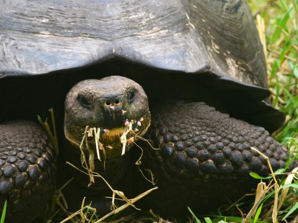 Galapagos & Ecuador tailor made holidays