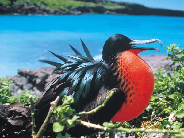 Galapagos & Ecuador tailor made holidays