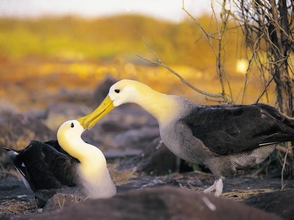 Galapagos & Ecuador tailor made holidays