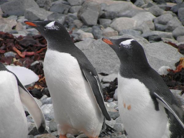 Antarctic diving expedition