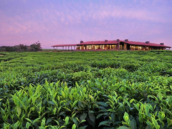 Gorilla safari & holiday in Rwanda, tailor made