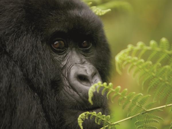 Gorilla safari & holiday in Rwanda, tailor made