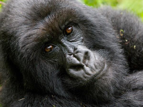 Gorilla safari & holiday in Rwanda, tailor made