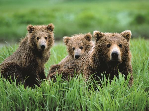 Grizzly bear watching holidays in British Columbia