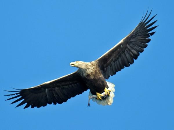 Mull, Iona and Staffa wildlife cruise, Scotland