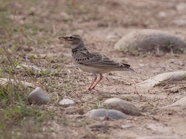India bird watching holiday in the Himalayas