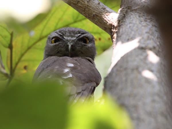 India bird watching holiday in the Himalayas
