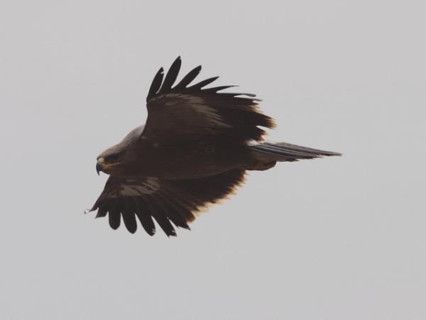 India bird watching holiday in the Himalayas