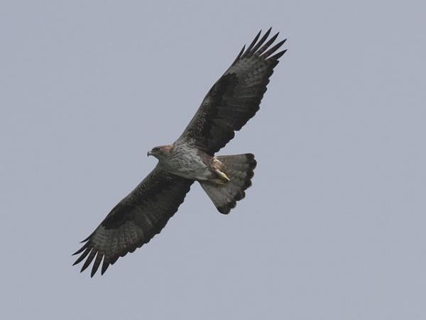 India bird watching holiday in the Himalayas