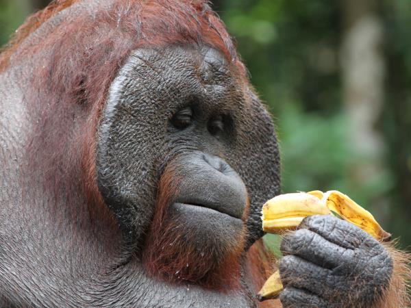 Indonesia holiday, orangutans and culture