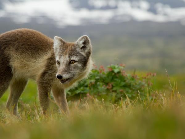 Iceland walking holiday, West Fjords