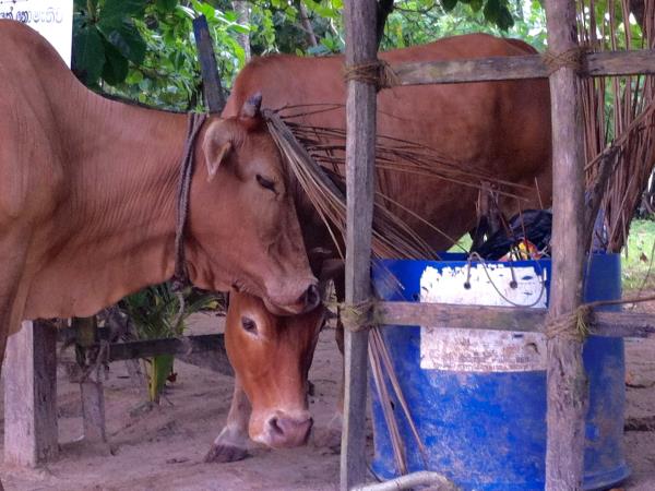 Wild yoga and surf holiday, Sri Lanka