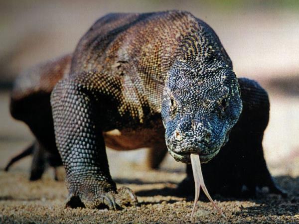 Komodo and Flores holiday in Indonesia