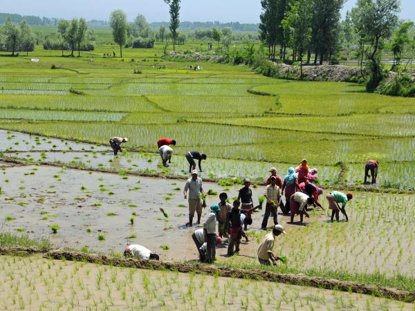 Kashmir small group holiday, India