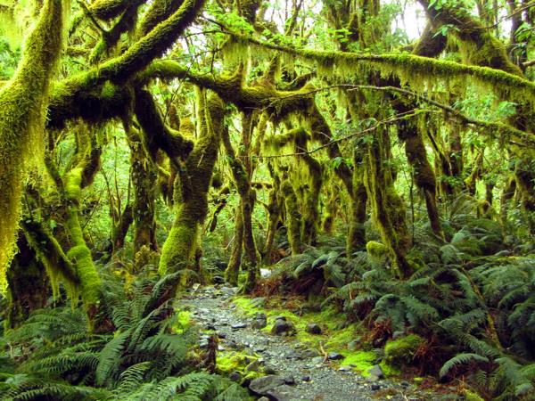 New Zealand 7 day South Island tour