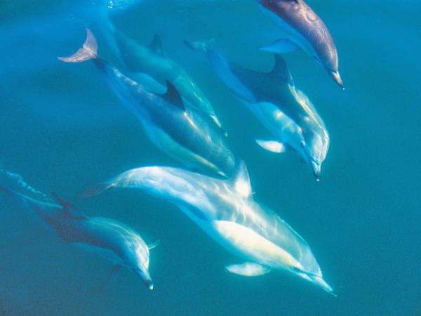 New Zealand North Island tour, 4 days