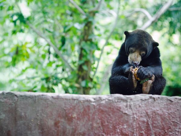 Volunteering in Thailand, wildlife rescue centre