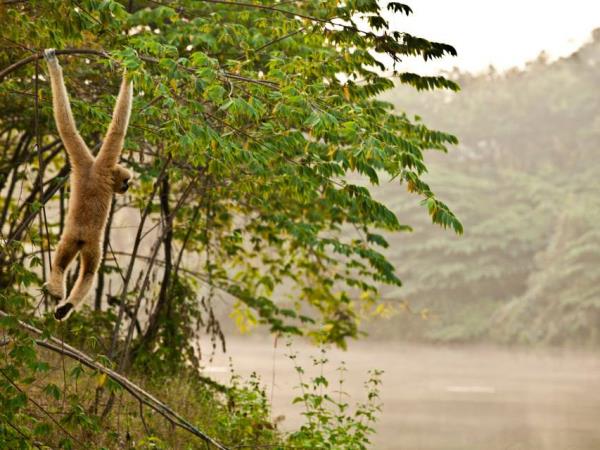 Volunteering in Thailand, wildlife rescue centre