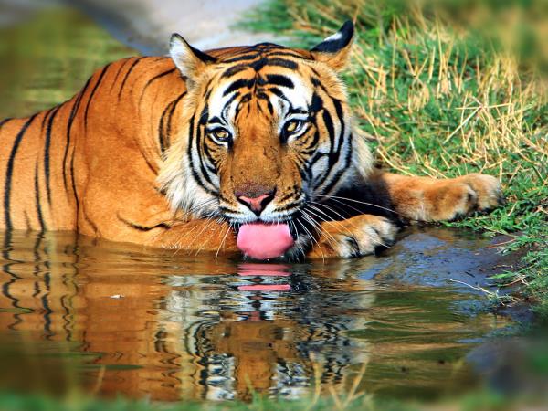Tiger watching holiday in India