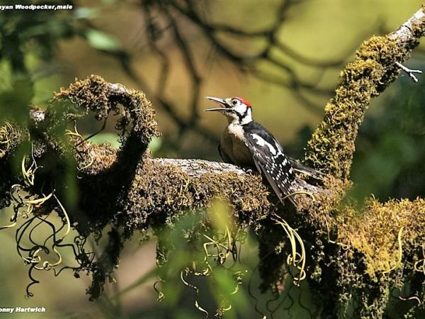 India bird watching holiday in the Himalayas