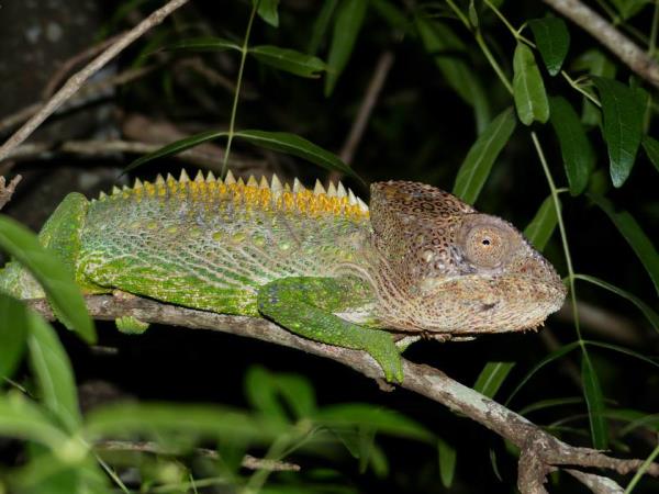 Madagascar conservation volunteering holiday