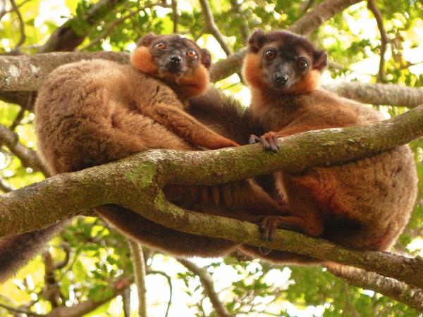 Madagascar conservation volunteering holiday