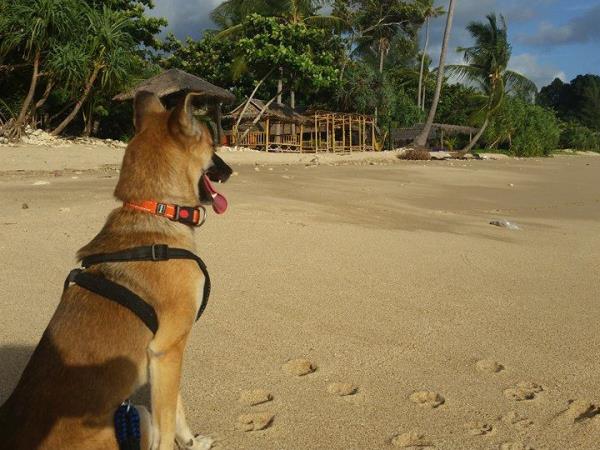 Volunteer with rescue dogs and cats in Thailand