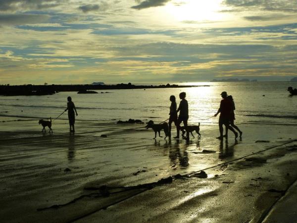 Volunteer with rescue dogs and cats in Thailand
