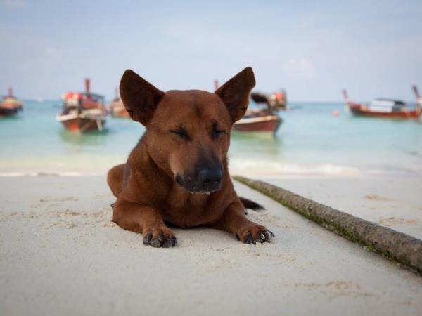 Volunteer with rescue dogs and cats in Thailand