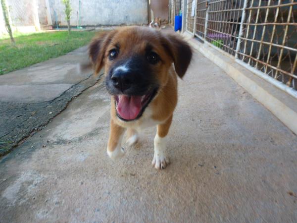 Volunteer with rescue dogs and cats in Thailand