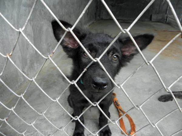 Volunteer with rescue dogs and cats in Thailand