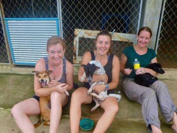 Volunteer with rescue dogs and cats in Thailand