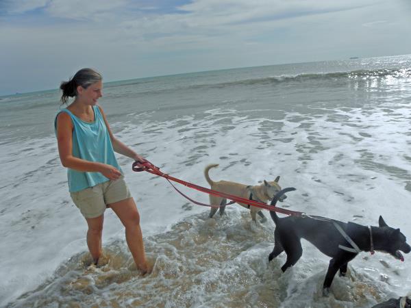 Volunteer with rescue dogs and cats in Thailand