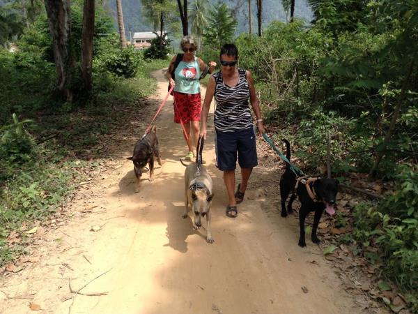 Volunteer with rescue dogs and cats in Thailand