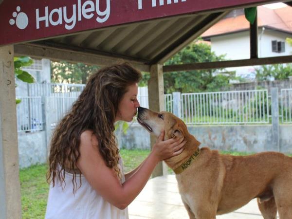Volunteer with rescue dogs and cats in Thailand