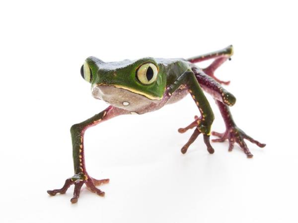 Jungle conservation & research, Peru