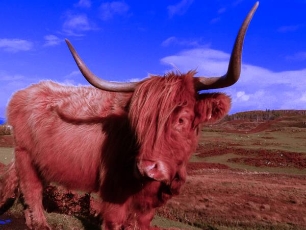 Scotland island hopping holiday, car free