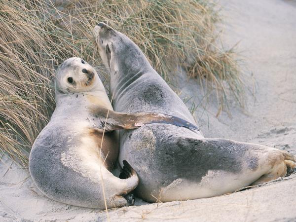 New Zealand cultural holiday