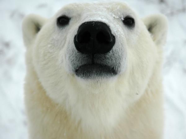 Yes, you can see polar bears in the summer - Churchill Wild