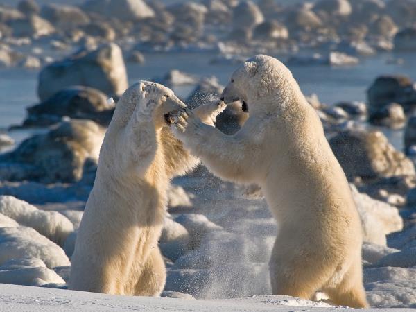 Polar bear & beluga whale watching tours, Canada