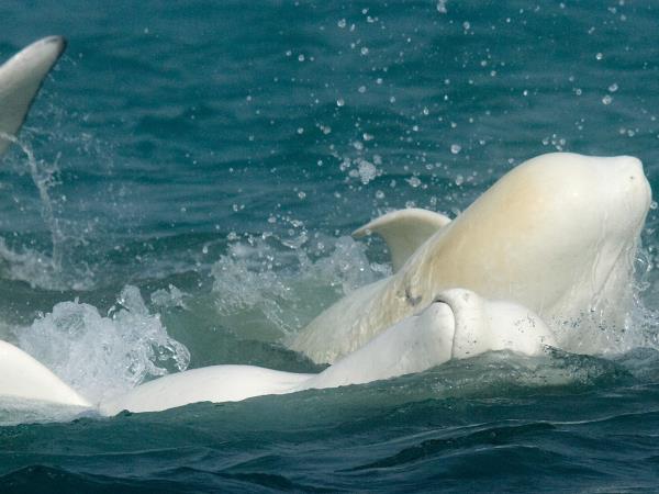 Polar bear & beluga whale watching tours, Canada