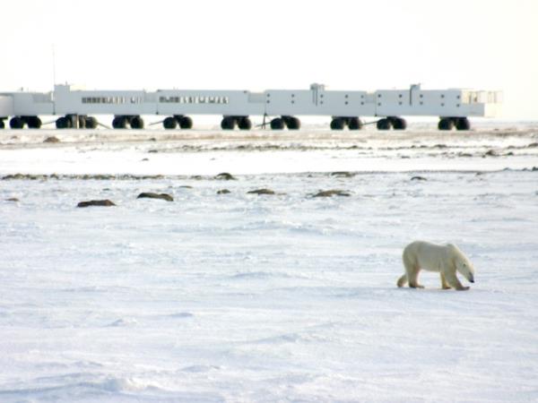 Polar Bear watching holiday, Canada