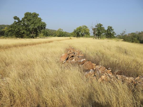 Tadoba National park tiger safari, India
