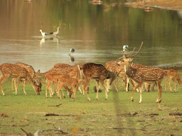 Tadoba National park tiger safari, India